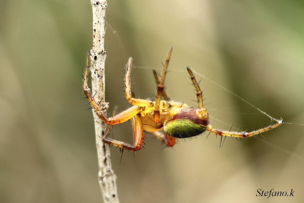 maschio di Araniella sp. - Trieste